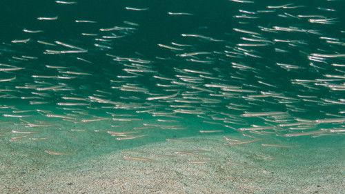 North See - Nature Untamed Season 1 Episode 2 - Seabed