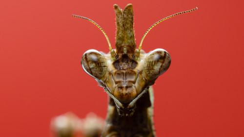 A Real Bug's Life Season 1 Episode 3 - Braving the Backyard