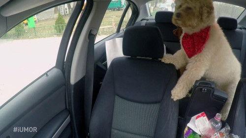 iUmor Season 6 Episode 9 - Episodul 9