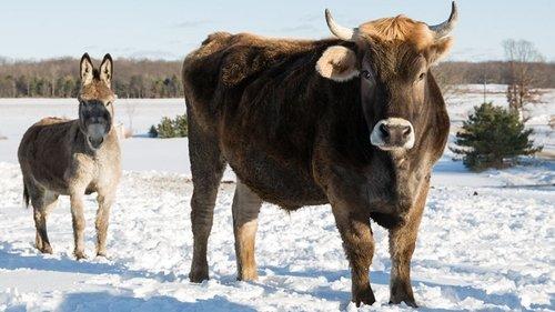 The Incredible Dr. Pol Season 11 Episode 5 - Show Me the Honey