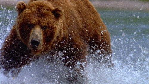 Nature Season 17 Episode 13 - Walking with Giants: The Grizzlies of Siberia