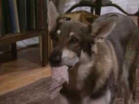 The Littlest Hobo Season 4 Episode 13 - The Loneliest Day of the Week