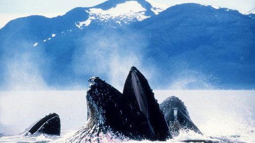 The Blue Planet Season 1 Episode 7 - Tidal Seas