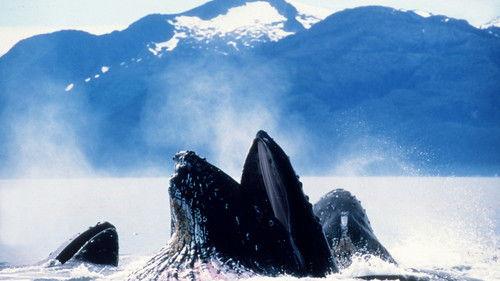 The Blue Planet Season 1 Episode 7 - Tidal Seas