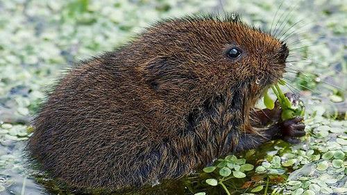 Springwatch Season 20 Episode 10 - Episode 10