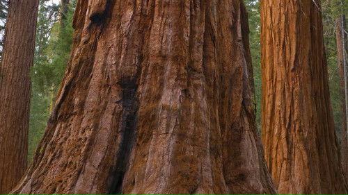 Background image for The Redwood