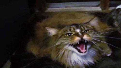 My Cat from Hell Season 6 Episode 5 - When the Fat Lady Sings