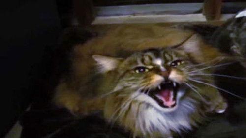 My Cat from Hell Season 6 Episode 5 - When the Fat Lady Sings