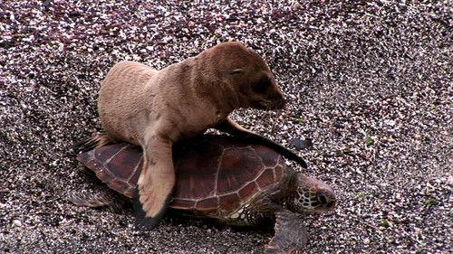 Party Animals Season 1 Episode 2 - Seal Riding on a Turtle feat. Parry Gripp