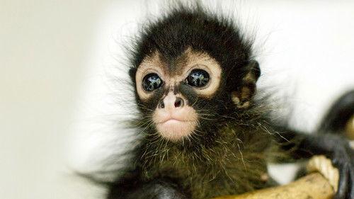 Natural World Season 36 Episode 1 - Jungle Animal Hospital