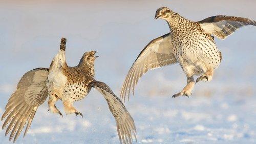 The Americas Season 1 Episode 5 - The Frozen North