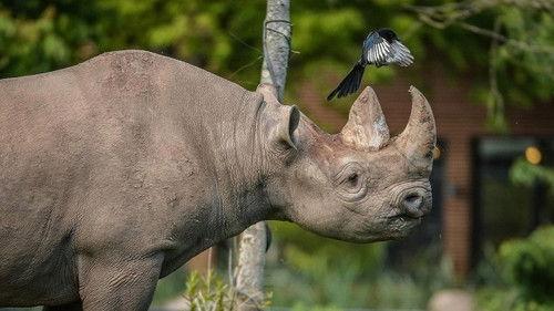 The Secret Life of the Zoo Season 9 Episode 3 - The Bermuda Skink Shuffle