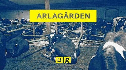 Uppdrag granskning Season 20 Episode 3 - Episode 3