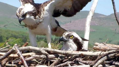 Springwatch Season 10 Episode 3 - Episode 3