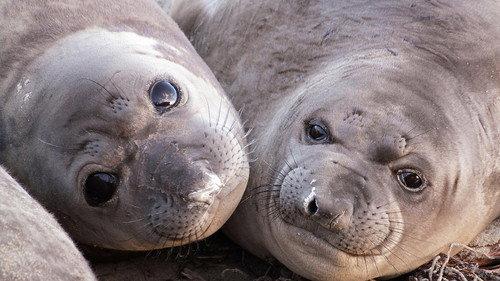 Nature Season 40 Episode 6 - Animals with Cameras 01: Oceans