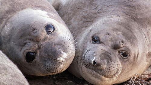 Nature Season 40 Episode 6 - Animals with Cameras 01: Oceans