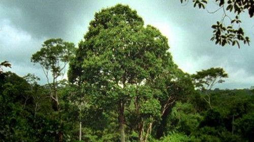 Nature Season 23 Episode 11 - Deep Jungle: Monsters of the Forrest