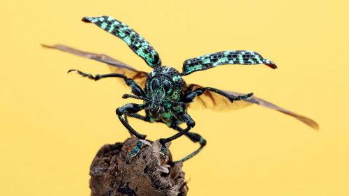 A Real Bug's Life Season 2 Episode 4 - Tiny Heroes Down Under