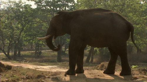 Natural World Season 28 Episode 8 - The Mountains of the Monsoon