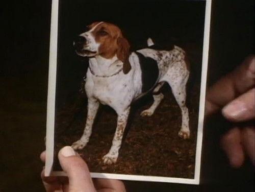 Ironside Season 3 Episode 24 - Little Dog, Gone