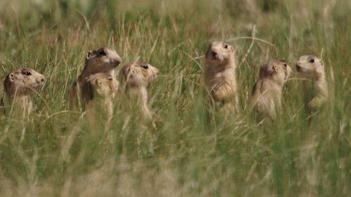 Prairie Dog Manor Season 1 Episode 8 - Homeward Bound