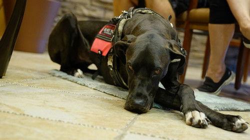 Animal ER Season 2 Episode 5 - Blindsided