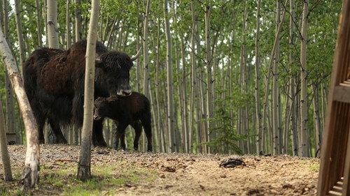 Dr. Oakley, Yukon Vet Season 3 Episode 1 - Yak Attack