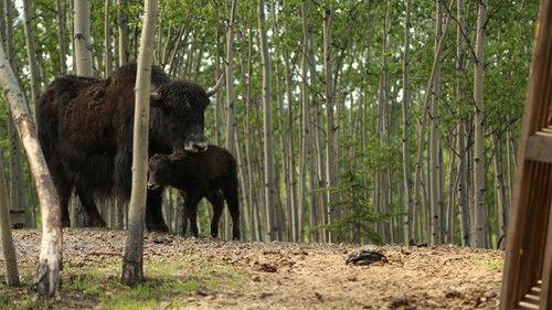 Dr. Oakley, Yukon Vet Season 3 Episode 1 - Yak Attack
