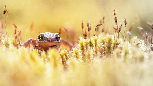 Springwatch Season 17 Episode 7 - Episode 7