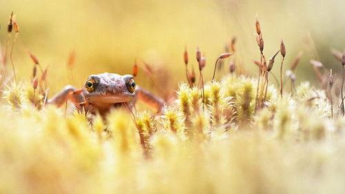 Springwatch Season 17 Episode 7 - Episode 7