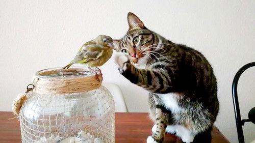 World's Funniest Animals Season 1 Episode 5 - Episode 105