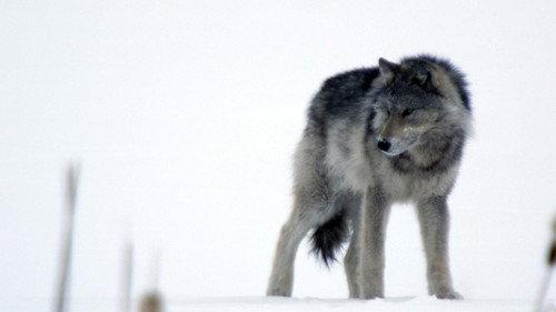 Nature Season 15 Episode 6 - Wolves and Buffalo: The Last Frontier