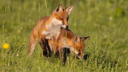 Springwatch Season 23 Episode 4 - Episode 3
