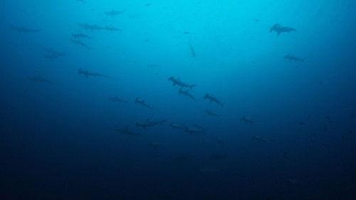 Big Pacific Season 1 Episode 1 - Mysterious