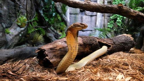 The Zoo Season 1 Episode 6 - Love Shack