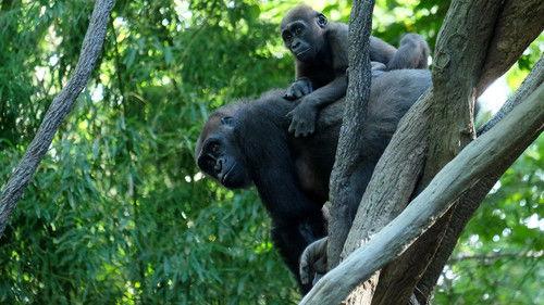 The Zoo Season 1 Episode 1 - Higher Purpose