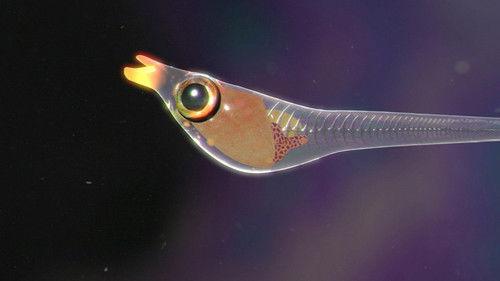 Cake Season 1 Episode 6 - Bullies