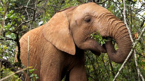 This Wild Life Season 1 Episode 3 - Elephant SOS