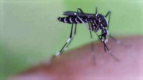 72 Dangerous Animals: Asia Season 1 Episode 8 - Urban Jungle