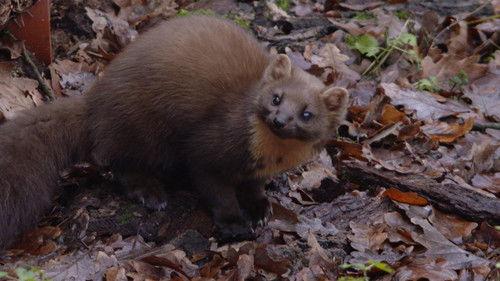 Anna und die wilden Tiere Season 1 Episode 25 - Episode 25