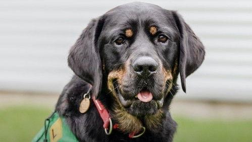 Dog Squad Puppy School Season 3 Episode 10 - Episode 10