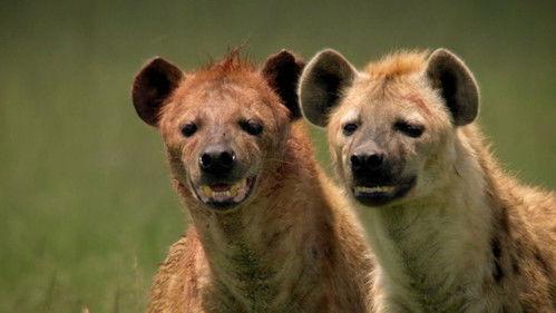 Round Planet Season 1 Episode 4 - Wildebeest