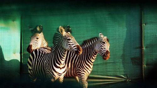 Gorongosa Park: Rebirth of Paradise Season 1 Episode 3 - New Blood