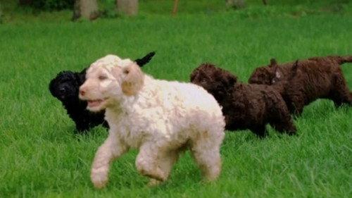 Too Cute Season 2 Episode 3 - Fuzzy Polar Puppies