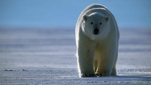 Animal Season 2 Episode 3 - Bears