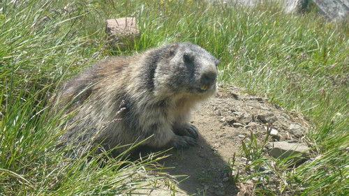 Anna und die wilden Tiere Season 1 Episode 21 - Episode 21