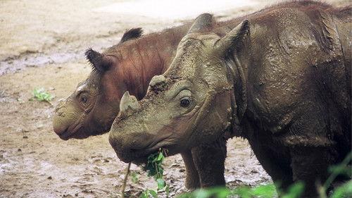 Nature Season 25 Episode 5 - Rhinoceros