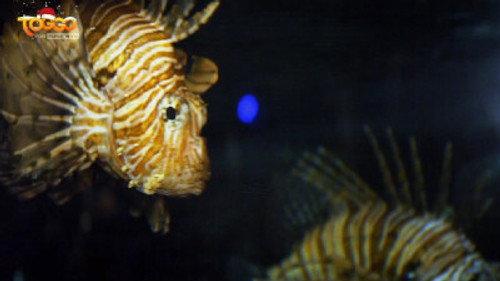 Woozle Goozle und die Weltentdecker Season 1 Episode 17 - Episode 17