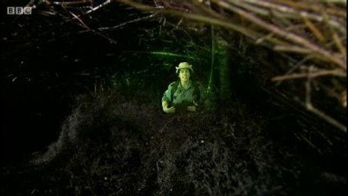 Andy's Wild Adventures Season 2 Episode 14 - Bowerbirds