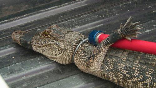 Lone Star Law Season 11 Episode 1 - A Wanted Man